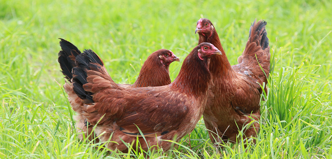 vol.20 ユーグレナを飼料にして比内地鶏を育成せよ。